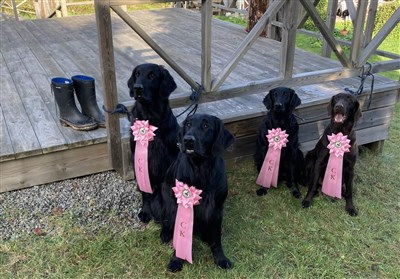 Mysak, Kajsa, Tareq och Targa