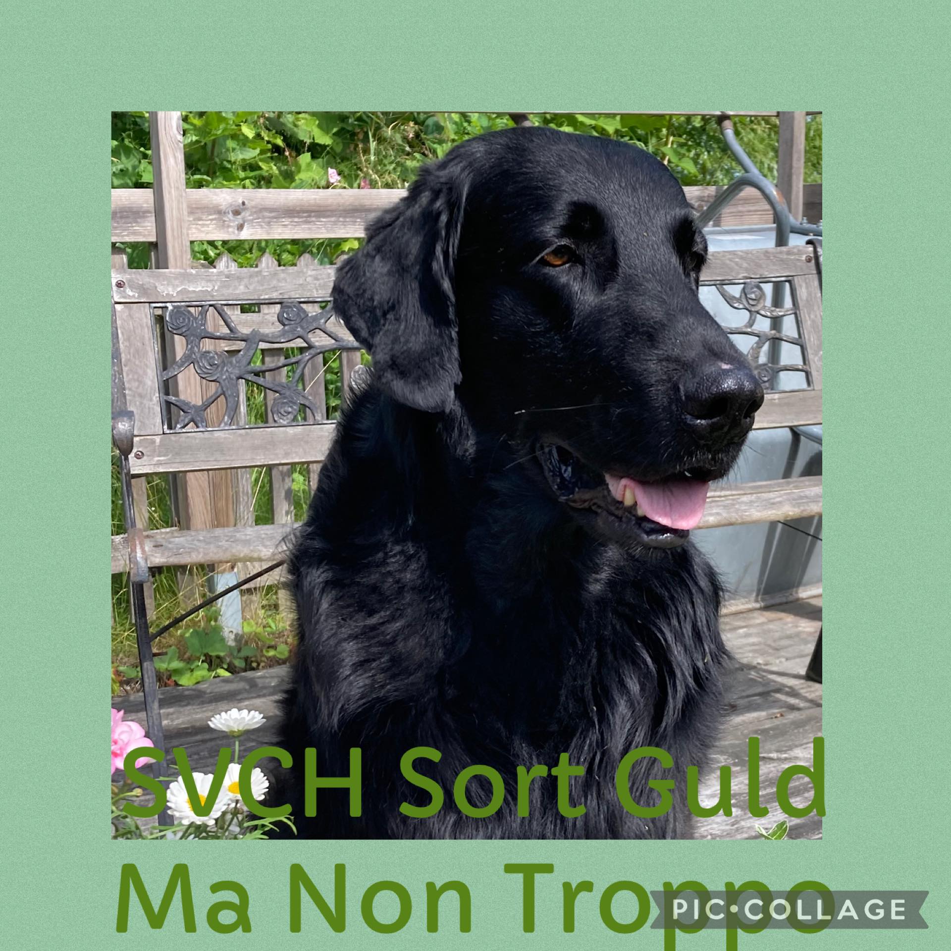 Sort Guld Ma No Troppo