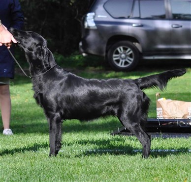 Sort Guld Down Set Hut